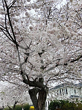 Interesting Cherry Blossom Tree in Kenwood Maryland photo