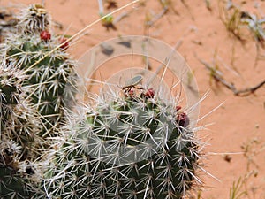 Close up macro on a True Bug Heteroptera Linnaeus on cactus plant, near St George Utah in South Western Desert USA