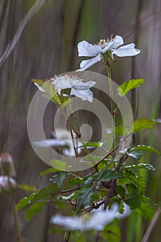 Interesting Closeup Shot of the Southern Dewberry (Rubus trivialis)