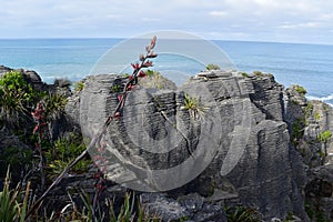 An interesting coastal cliff in the Pancake Rocks area of New Zealand