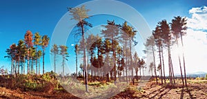 Interesting evergreen trees in the summer sky