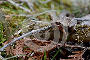 Wood Frog Species Lithobates Sylvaticus photo