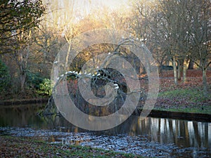 Interesting forest park with a tree in the water and a pigeon tree, nicely colored, fallen leaves on the ground indicates