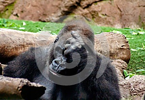 Interesting Gorilla sits here and think intensively photo