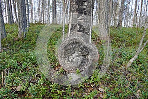 Interesting growth on a birch tree
