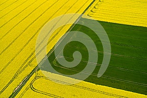 Interesting landscape with green and yellow fields. Agriculture in Poland. Rapeseed production