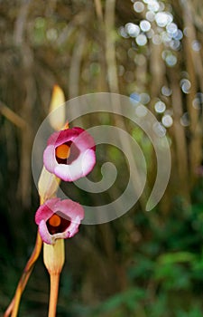 Aeginetia indica,  Indian broomrape or forest ghost flower photo