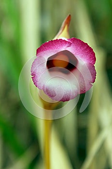 Aeginetia indica,  Indian broomrape or forest ghost flower