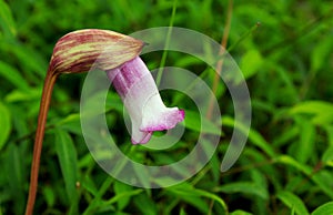 Aeginetia indica,  Indian broomrape or forest ghost flower photo