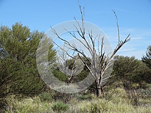Interesting leafless trees in amongst shrubs and grass, Uluru, Northern Territory