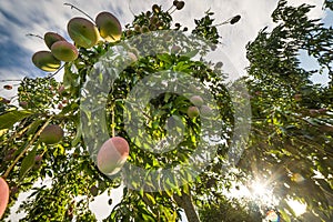 Interesting Mango tree photo from below