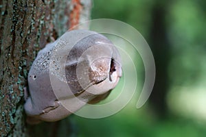 Interesting mushroom on a tree
