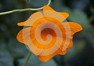 Interesting orange flower