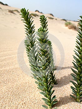 Interesting original green plant growing on the Canary Island Fuerteventura in close-up on the sand in the dunes