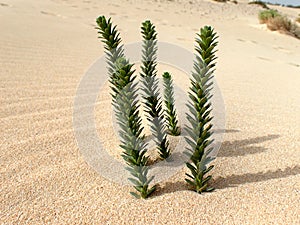 Interesting original green plant growing on the Canary Island Fuerteventura in close-up on the sand in the dunes