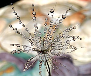 Interesting part of the dandelion seed with water drops on a light background