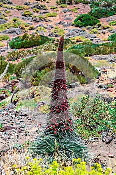 Interesting plant in the national park of teide