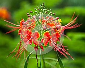 Interesting Red Flower with Whiskers