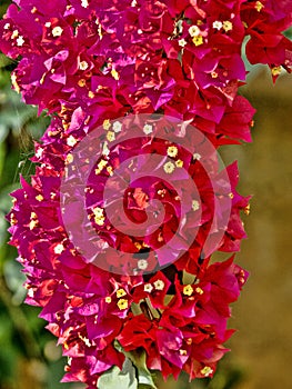 The Interesting red flowers in the forest. Colombia photo