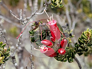 One Interesting red flowers in the forest. Colombia photo