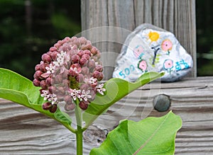 Interesting red and pink flowering weed with green leaves in front of painted rock