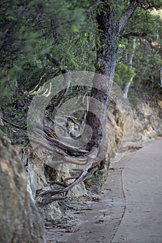 Interesting root structure on a hike