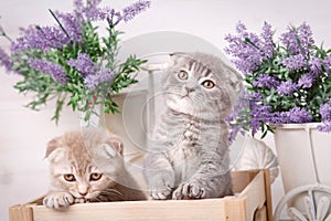 Interesting Scottish kittens. Thoroughbred cats. Couple fold cats