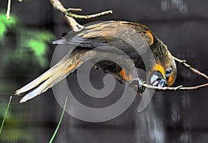 Interesting small zoo in Harewood house where there are interesting birds