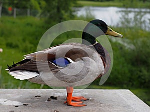 Interesting small zoo in Harewood house where there are interesting birds photo