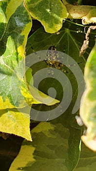 An Interesting Spider Lurking in the Leaves