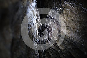 Interesting spiderweb formation on rocks in a cave