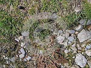 Interesting stones on grass