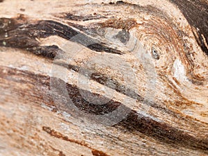 Interesting stripped dried wood texture close up background