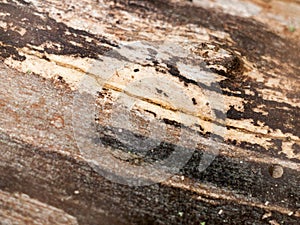 Interesting stripped dried wood texture close up background