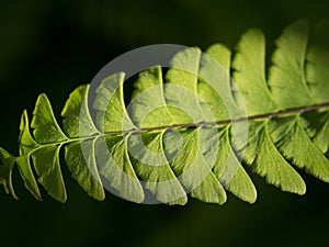 Interesting structure of a farn leaf