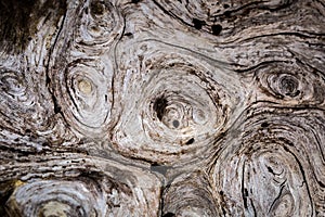 Interesting swirl pattern found on a tree burl