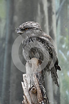 Interesting Tawny Frogmouth Perched on a Tree Stump