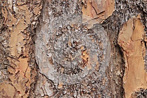 Interesting tree bark texture and pattern macro