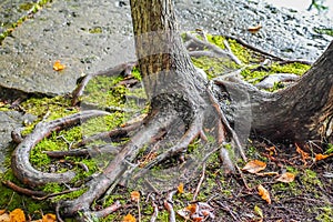 Interesting Tree Roots, Mossy Ground