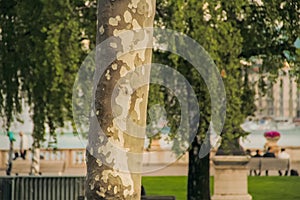 Interesting tree trunk in the city park in Geneve