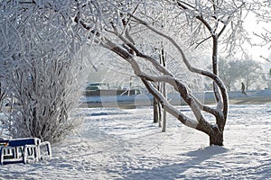 Interesting tree in winter