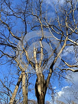 Interesting Trees and Blue Sky in Winter in January