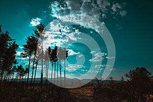 Interesting trees in the summer sky