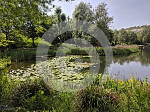 Interesting vegetation ladies lily pads skies