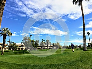 An interesting view of a golfer walking towards the green surrounded by  very tall palm trees in the background on the desert