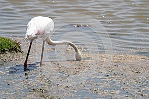 Interesting view of a pink flamingo eating algae with head completly underwater - Amboseli National Park Kenya