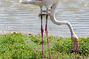 Interesting view of a pink flamingo eating grass - Amboseli National Park Kenya