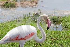 Interesting view of a pink flamingo eating grass - Amboseli National Park Kenya