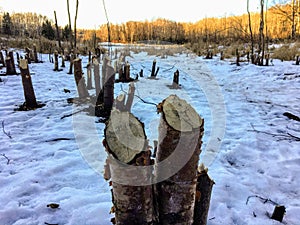 An interesting view of tree stumps caused from beavers chewing down trees in a beautiful forest setting in Alberta, Canada.