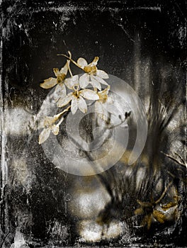 My flower background hargita otto photo
